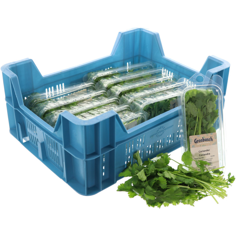 CORIANDRE GROSBUSCH 12X20G